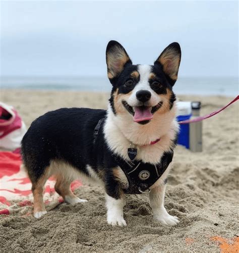 Welsh Corgi Husky Mix