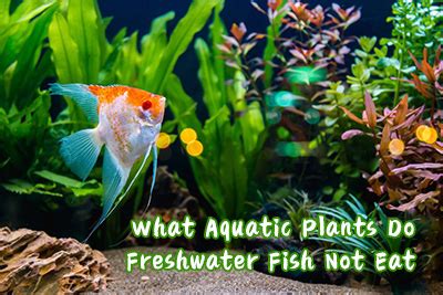 What Aquatic Plants Do Freshwater Fish Not Eat Hygger