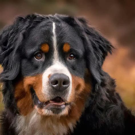 What Are The Best Ways To Socialize A Bernese Mountain Dog Puppy