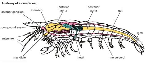 Cephalocarida: Ancient Arthropods Revealed