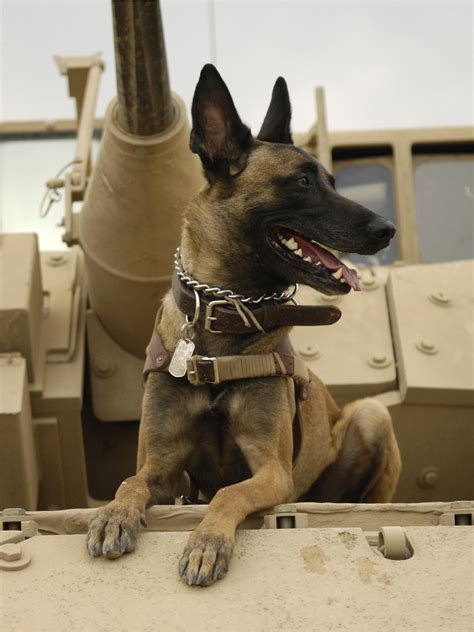 7 Ways Military Dogs Serve and Protect