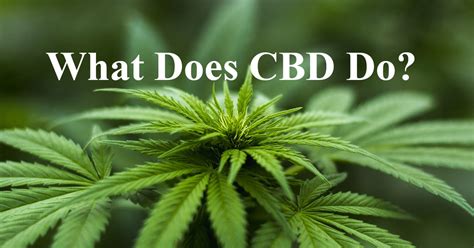 What Does Cbd Do To You What You Need To Know 1 Trusted Idaho