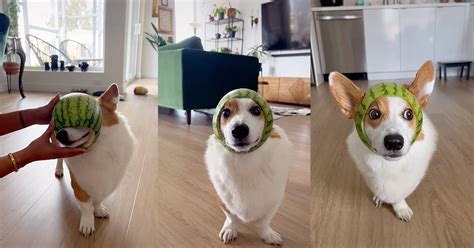 What Happens When You Have A Corgi A Watermelon A Diy Bestie Dog