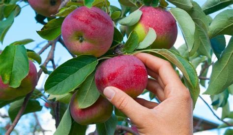 When Are Apples In Season How To Store Seasonal Cornucopia