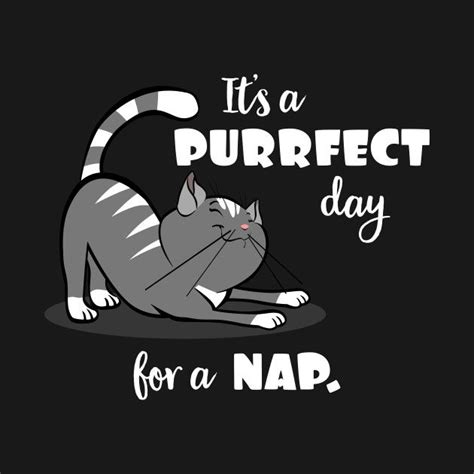 When It Comes To Mastering The Purrfect Nap I Amp 39 M A Pro Cat Catvideos Shorts Cats