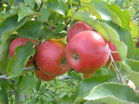 When To Pick Apples In Michigan Eat Like No One Else