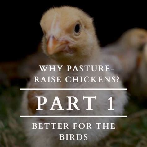 Why Pasture Raise Chickens Part 1 Better For The Birds Hungry Hollow Farm