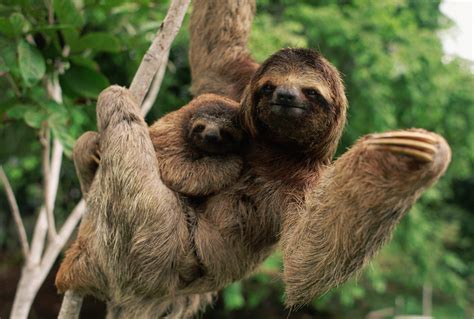 Why Sloths Are Cute Cute Sloth Pictures Sloth Cute Animals