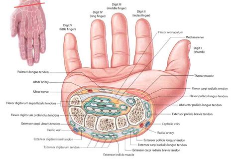 Why Your Thumb Keeps Twitching Involuntarily Is It Dangerous