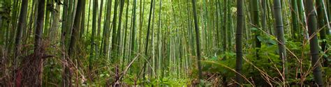 World Bamboo Day 2017 5 Ways Bamboo Is Sustainable Tesoro Woods