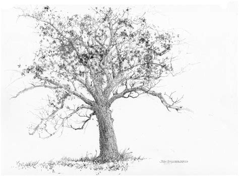 7 Tips for Drawing Yellow Poplar Trees