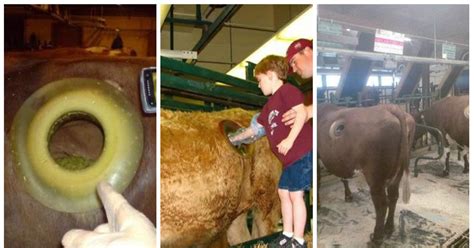 You Can Now Touch The Insides Of A Cow Through Holes Made In Its