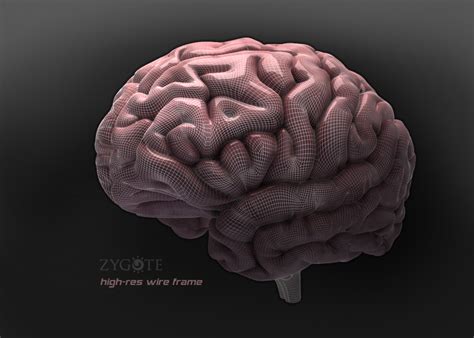 Zygote Medically Accurate 3D Brain Model Human Anatomy